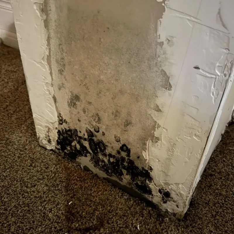 Professional Mold Removal in Suisun, CA